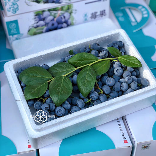 【带枝蓝莓】枝冠 带枝蓝莓，口感纯甜，果粉充足，富含大量花青素 保护眼睛，手机党和小朋友最爱！ 商品图10