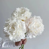 白衣天使芍药花5支 商品缩略图2