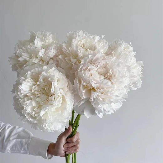 白衣天使芍药花5支 商品图0