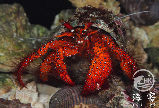 红脚寄居蟹 商品图3