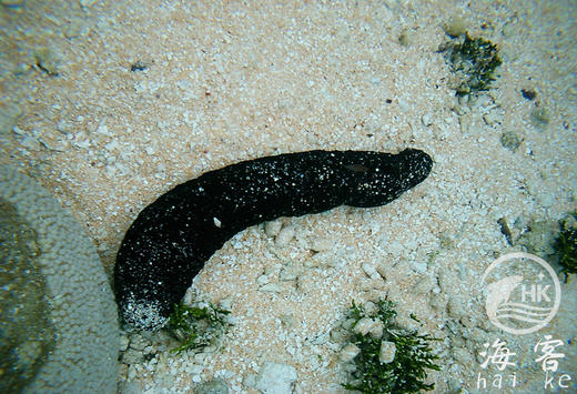 翻砂黑海参（翻砂） 商品图1