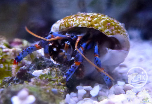 蓝脚寄居蟹 商品图0