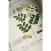 【正版】地道风物·本草进化论 商品缩略图6