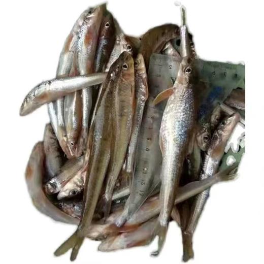 生态棍子鱼 商品图0