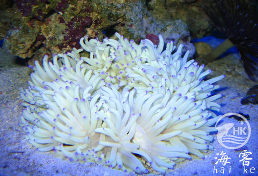 白紫点葵 商品图0