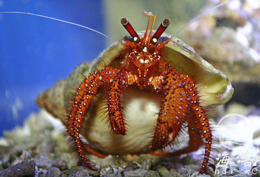 红脚寄居蟹 商品图0