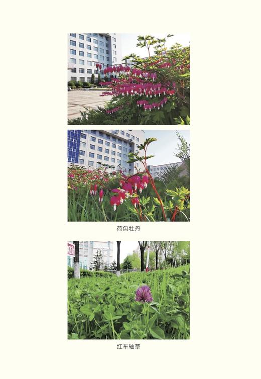 种子植物识别技术 9787109289918 识花 植物种子 种子识别 识物 认识 商品图3