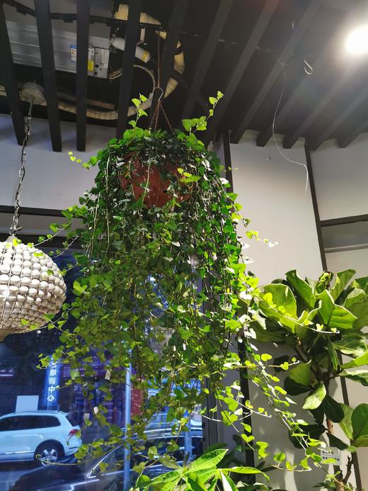 常青藤中 商品图0