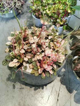 大理石纹盆-凤凰飞舞大