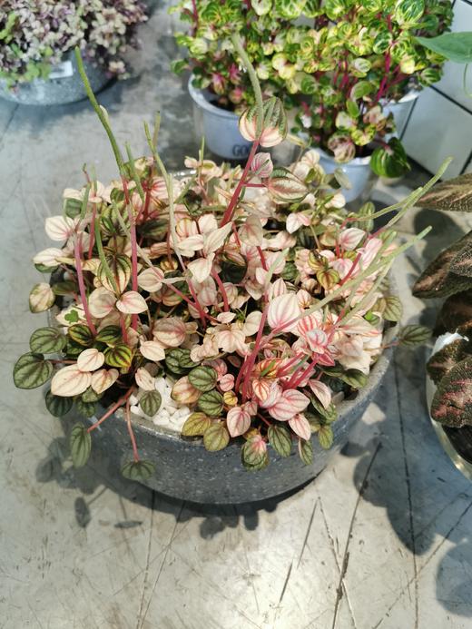 大理石纹盆-凤凰飞舞大 商品图0