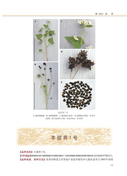 中国荞麦品种志 9787109286115 任长忠,陈庆富 “十三五”国家重点图书出版规划项目 苦荞 商品图3
