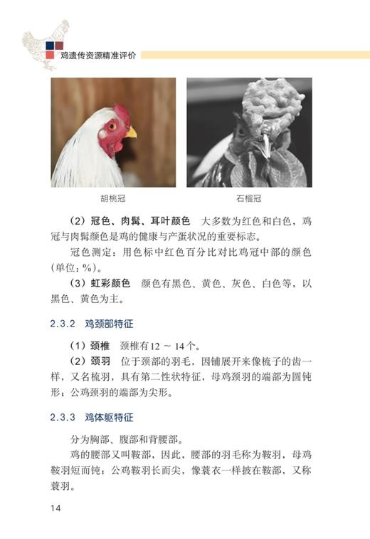 鸡遗传资源精准评价 9787109292208 小鸡 公鸡 母鸡 家禽 蛋鸡 肉鸡 种苗 鸡苗 商品图4