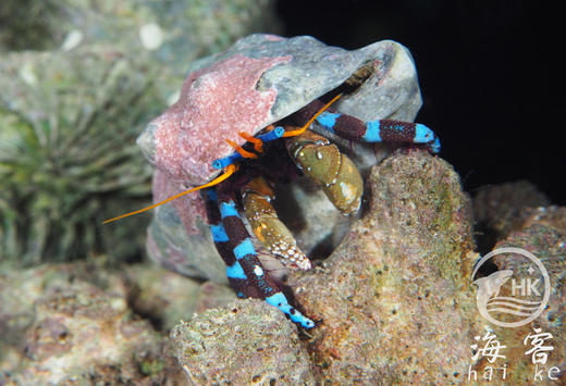蓝脚寄居蟹 商品图3