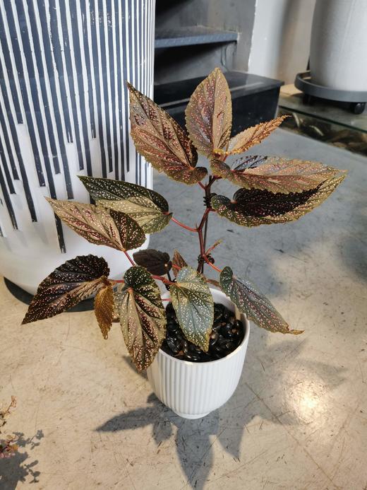 条纹白瓷盆-观叶海棠 商品图0