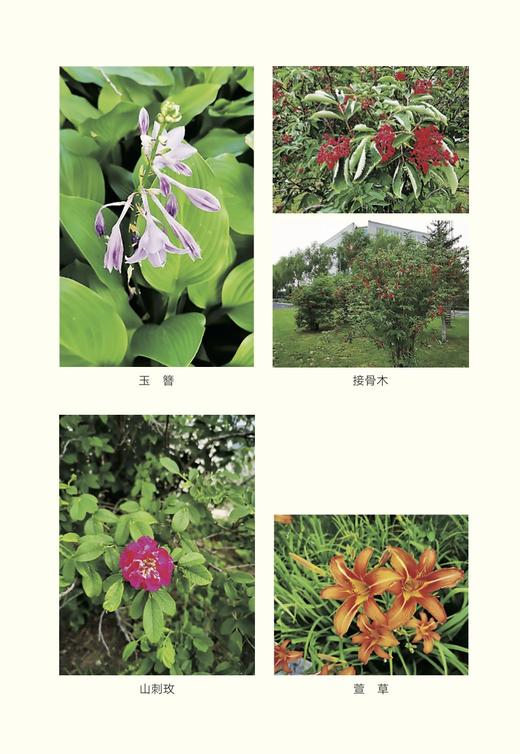 种子植物识别技术 9787109289918 识花 植物种子 种子识别 识物 认识 商品图2