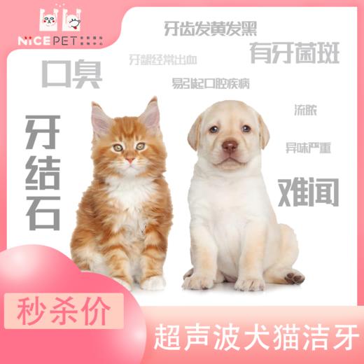 Nice Pet 犬猫超声波洁牙套餐（≤5kg） 商品图0