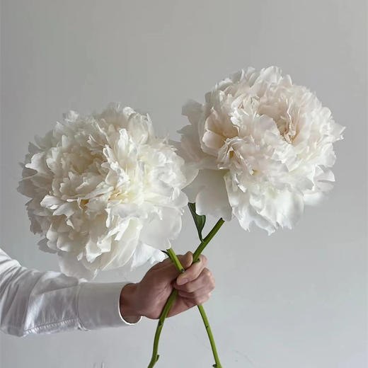 白衣天使芍药花5支 商品图3