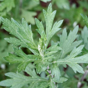 艾草精油 尼泊尔产地直采 自然草本香氛净空气