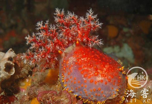 海苹果 商品图1