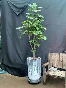 竖纹白水泥盆-富贵榕