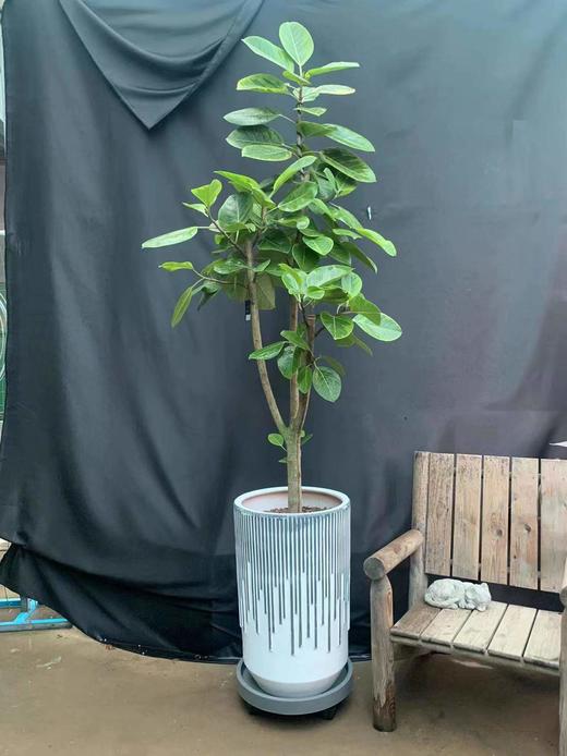 竖纹白水泥盆-富贵榕 商品图0
