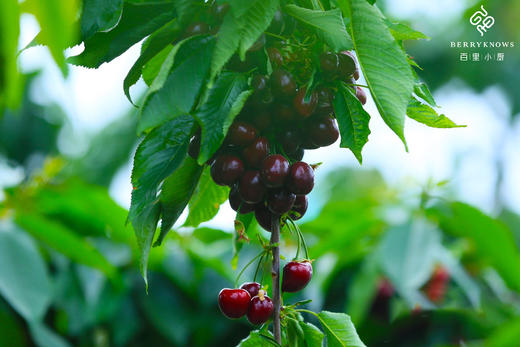 生态樱桃 酸甜可口风味十足 通过283项农残检测 多品种 顺丰包邮|百里食 商品图10