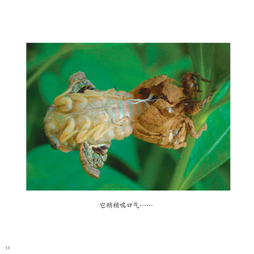 《中国故事·动物篇》（全10册） 商品图13