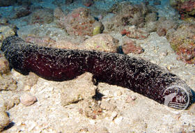 翻砂黑海参（翻砂）