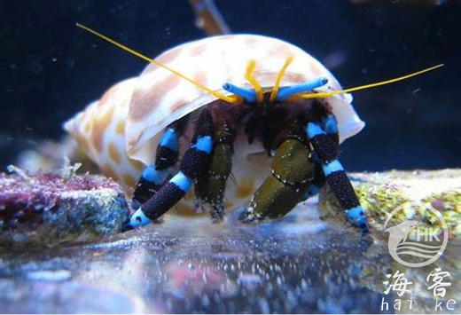 蓝脚寄居蟹 商品图1