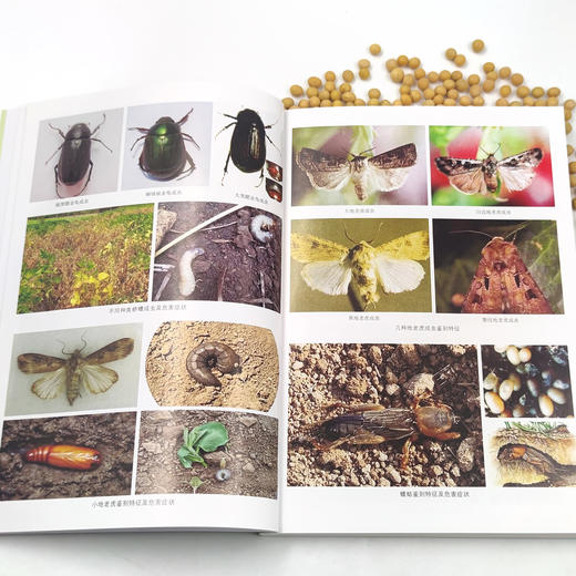 大豆主要病虫害综合防控技术 9787109292567 产业技术体系 病虫草害 种植技术 农业科技 豆油 复合种植 油料作物 黄豆 白豆 商品图3