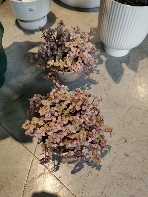 粗陶盆-胭脂云-小 商品图0