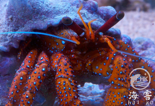 红脚寄居蟹 商品图2