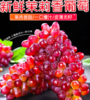 【当季鲜果  现摘72小时内发货 】茉莉香葡萄 新鲜当季  红提葡萄  玫瑰香无籽香 甜提子rs03 商品缩略图1
