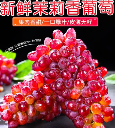 【当季鲜果  现摘72小时内发货 】茉莉香葡萄 新鲜当季  红提葡萄  玫瑰香无籽香 甜提子rs03 商品图1