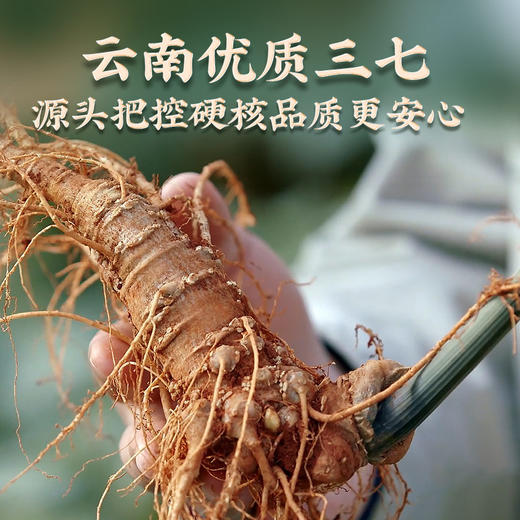 【官方正品】云南白药豹七三七粉520g送礼盒中药材三七极细粉道地文山三七 商品图9