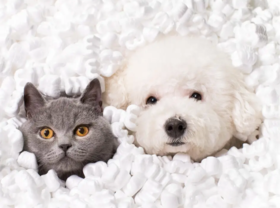 毛孩子也会得空调病？