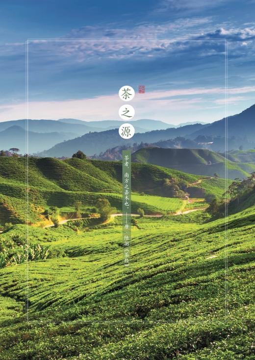 中英双语茶知识100问 【阮建云 周智修  主编】 商品图2