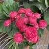 raspberry树莓朱丽叶塔多头玫瑰5支 商品缩略图1