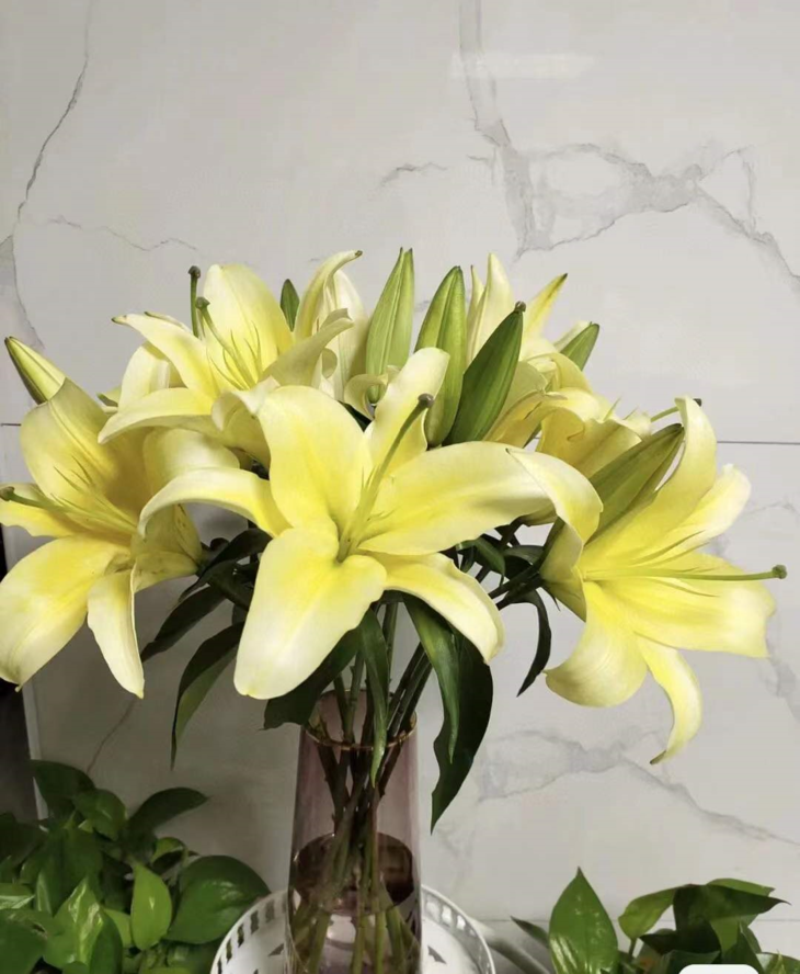 多头黄金甲百合5支29冷链包邮