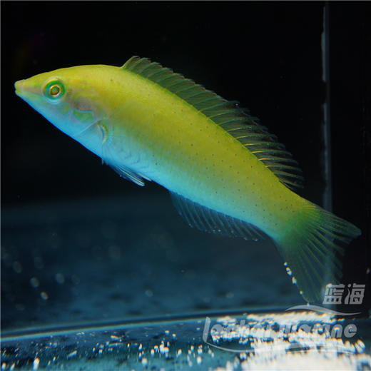 绿龙（除蚓螺） 商品图3