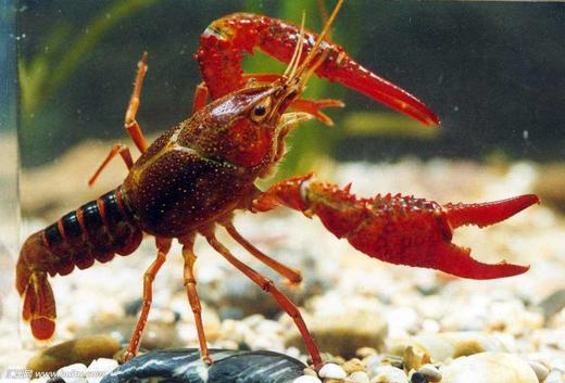 【惊喜拼团】-美丽市场-麻辣小龙虾3斤装（活鲜/熟食） 商品图0