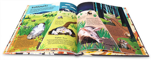 你脚下的秘密 英文原版 Under Your Feet 在你脚下 土壤泥沙及其它事物 儿童自然知识科普绘本 英文版进口原版英语书籍 商品图2