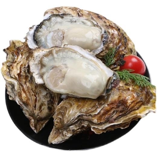 山东乳山生蚝 商品图2
