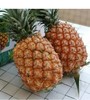 【惊喜拼团】-美丽市场-海南金钻凤梨1个 (2斤-2.5斤) 商品缩略图0
