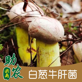 云南野生白葱牛肝菌