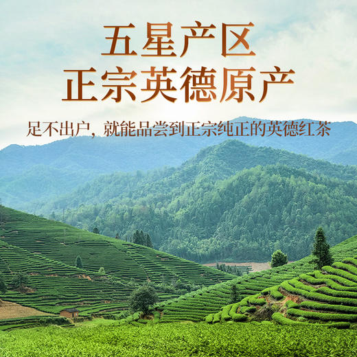 传奇会茶叶 英德红茶 正宗英红九号广东特产特级匠心工夫红茶送礼礼盒装250g 商品图9