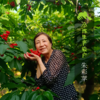 生态山西绛县樱桃 ｜合作生产* Ecological  cherry ｜Coproducted 商品缩略图1