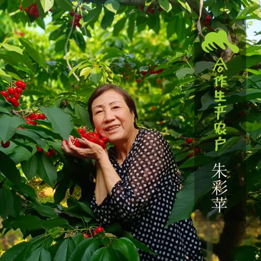 生态山西绛县樱桃 ｜合作生产* Ecological  cherry ｜Coproducted 商品图1
