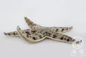翻砂海星