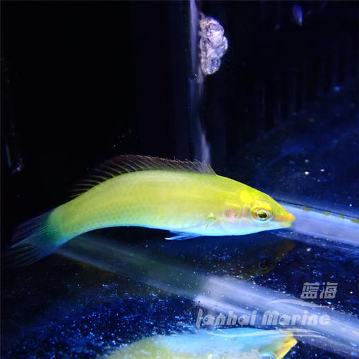 绿龙（除蚓螺） 商品图4